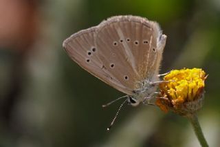 okgzl Anadolu Beyaz (Polyommatus menalcas)