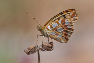 spanyol Kraliesi (Issoria lathonia)