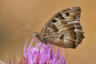 Cad (Chazara briseis)