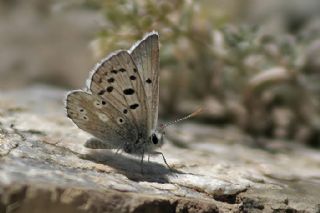 Pirene okgzls (Polyommatus pyrenaicus)