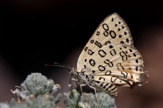 Uygur eytanc (Cigaritis uighurica)