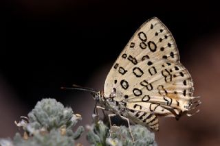 Uygur eytanc (Cigaritis uighurica)