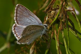 okgzl Anadolu illi Mavisi (Polyommatus ossmar)