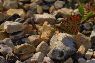 Niyobe (Fabriciana niobe)