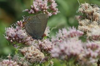 Byk Sevbeni (Satyrium ilicis)