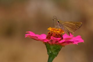 Beyaz illi Kara Zpzp (Pelopidas  thrax)