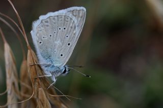 okgzl Dafnis (Polyommatus daphnis)