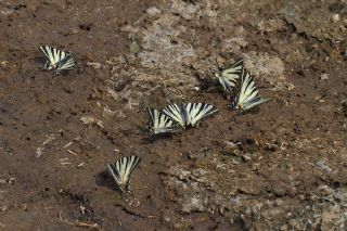 Erik Krlangkuyruk (Iphiclides podalirius)