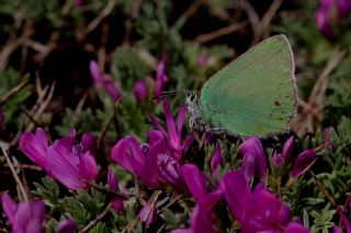 Anadolu Zmrt (Callophrys paulae)