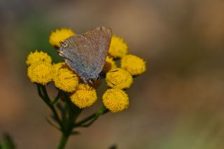 Minik Sevbeni (Satyrium acaciae)