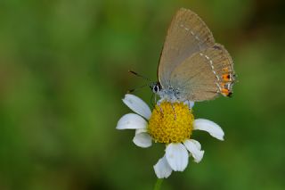 Minik Sevbeni (Satyrium acaciae)