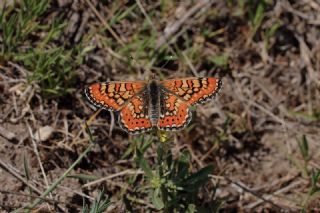 Gzel Nazuum (Euphydryas orientalis)