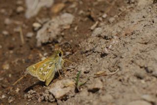 Gm Benekli Zpzp (Hesperia comma)