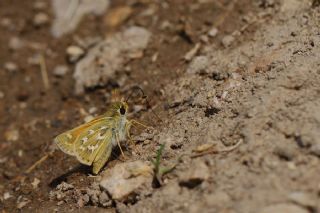 Gm Benekli Zpzp (Hesperia comma)