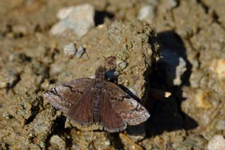 Kara Zpzp (Erynnis marloyi)