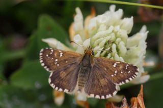 Byk Boz Zpzp (Pyrgus alveus)