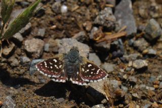 Kzl Zpzp (Spialia orbifer)