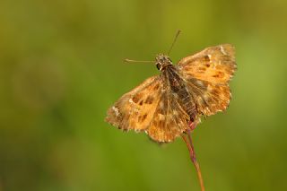 Hatmi Zpzp (Carcharodus alceae)