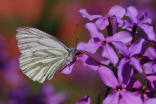 Yalanc Beyazmelek (Pieris pseudorapae)