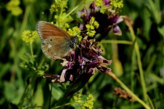 Orman Zpzp Perisi (Coenonympha glycerion)