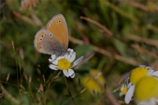 Rus Zpzp Perisi (Coenonympha leander)