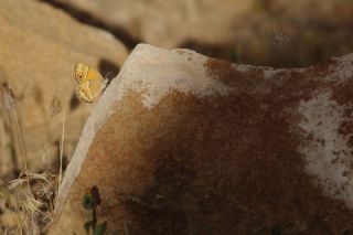 ran Zpzp Perisi (Coenonympha saadi)