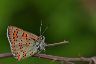 Romen Gelincii (Tomares nogelii dobrogensis)