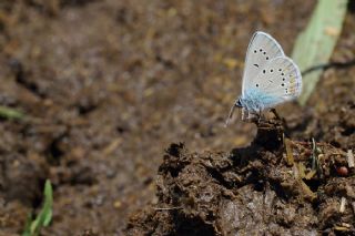 okgzl Gzel Mavi (Polyommatus bellis)