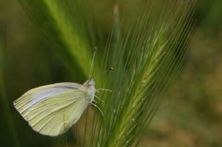 Kk Beyazmelek (Pieris rapae)