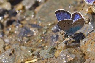 okgzl Rus Mavisi (Polyommatus coelestina)