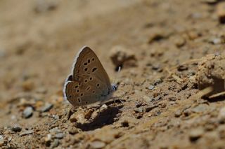 ran okgzls (Polyommatus morgianus)