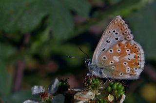 okgzl Anadolu illi Mavisi (Polyommatus ossmar)