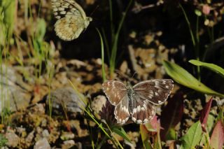 Kara Melike (Melanargia syriaca)