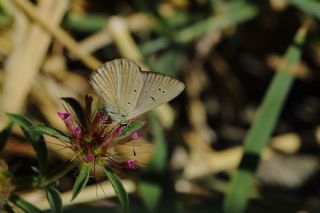 Danenko okgzls (Polyommatus dantchenkoi)