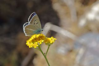 okgzl Surako Mavisi (Polyommatus surakovi)