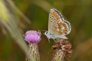 okgzl Balkan Mavisi (Aricia anteros )