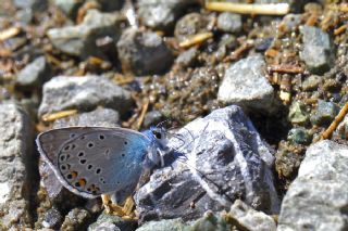 okgzl Amanda (Polyommatus amandus)