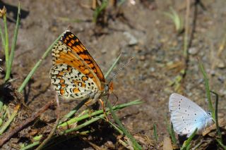 Cezayirli parhan (Melitaea ornata)