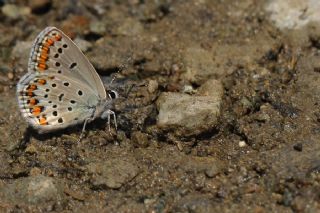 Doulu Esmergz (Plebejus carmon)