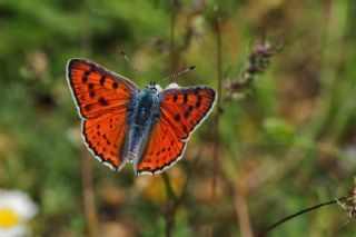 Byk Mor Bakr Gzeli (Lycaena alciphron)