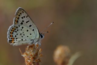 sli Bakr Gzeli (Lycaena tityrus)