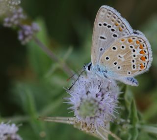 okgzl Mavi (Polyommatus icarus)