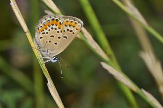 Gm Lekeli Esmergz (Plebejus argus)