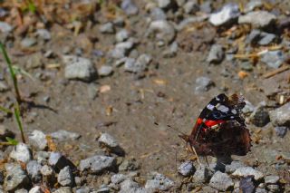 Atalanta (Vanessa atalanta)