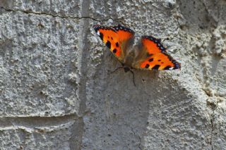 Aglais (Aglais urticae)