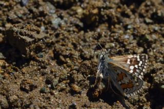 Sar Bandl Zpzp (Pyrgus sidae)