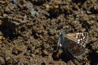 Sarbandl Zpzp (Pyrgus sidae)