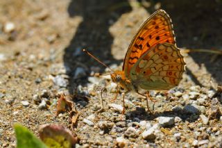 Niyobe (Fabriciana niobe)