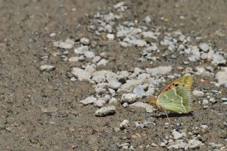 Bahadr (Argynnis pandora)