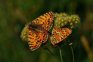 Benekli parhan (Melitaea didyma)